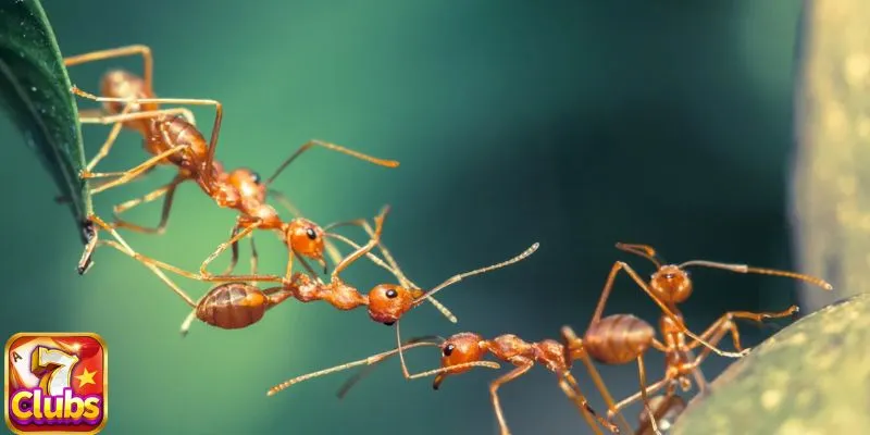 7club tóm tắt sơ lược về mộng thấy kiến